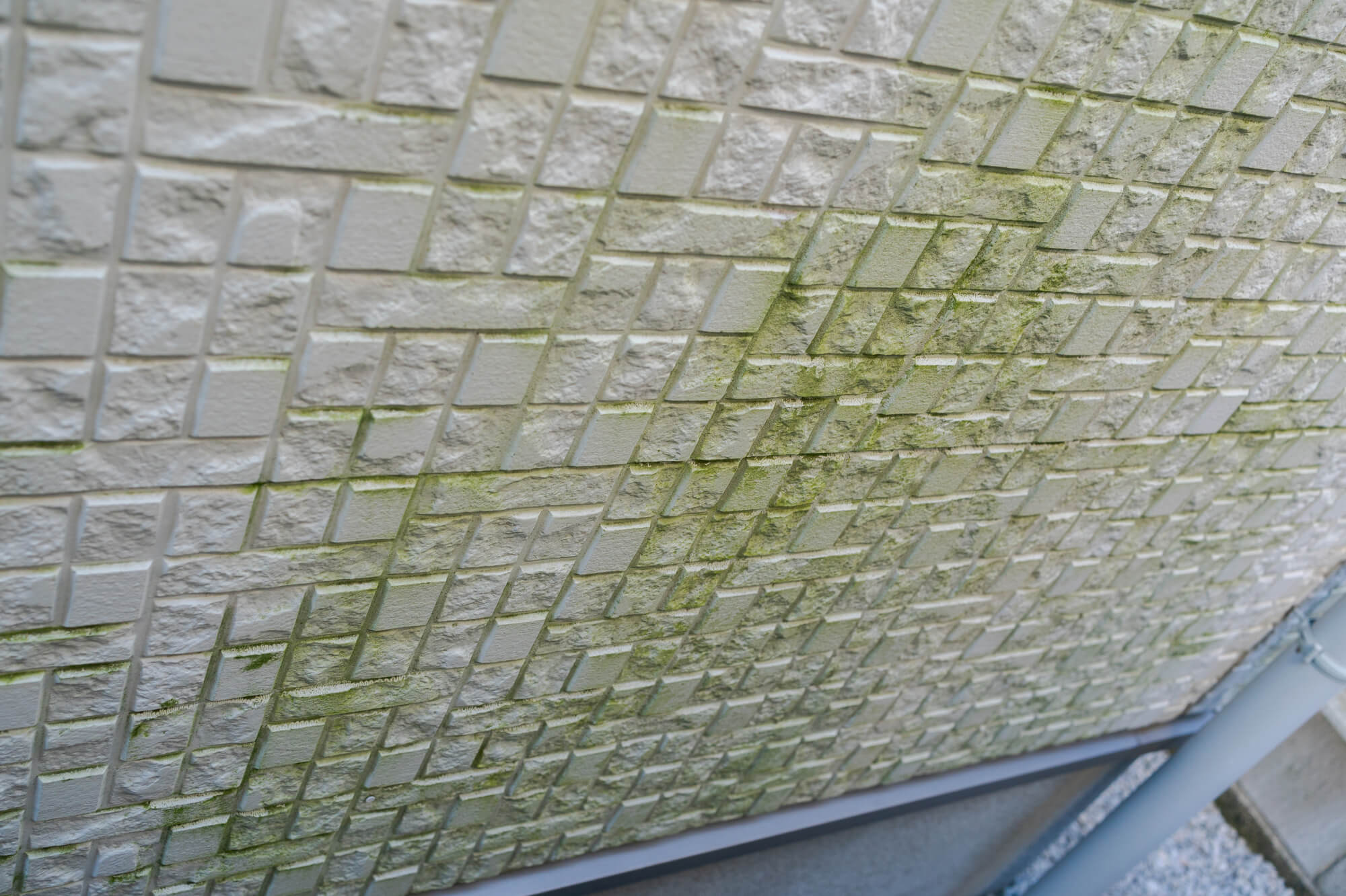 コンクリート外壁のカビ・苔・藻の発生状態